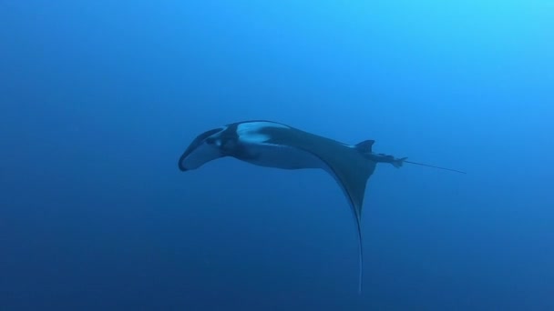 Manta Oceanica Nera galleggiante su uno sfondo di acqua blu — Video Stock