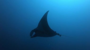 Devasa Siyah Okyanus Manta balığı mavi sularda yüzüyor.