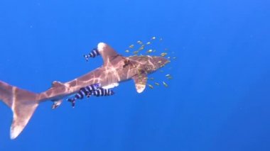 Plastik bir balık ağıyla yaralanmış bir köpekbalığı okyanus derinliklerinde yüzer..