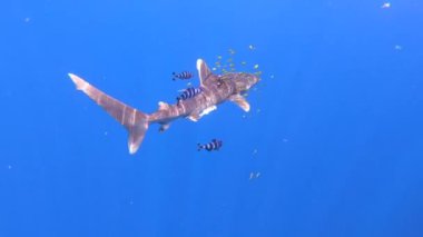 Plastik bir balık ağıyla yaralanmış bir köpekbalığı okyanus derinliklerinde yüzer..