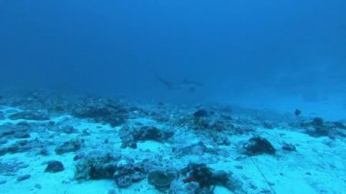 Pelagic Thresher Fox Shark, Alopias pelagicus, sualtı yüzücüsü mavi okyanusta.