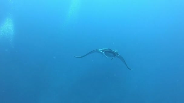 Zwarte Oceanische Manta drijvend op een achtergrond van blauw water — Stockvideo