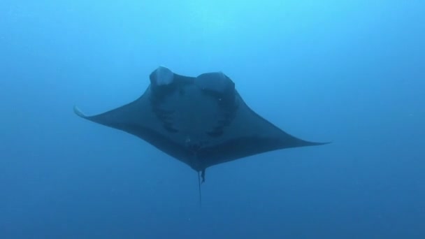 Black Oceanic Manta mengambang di atas latar belakang air biru — Stok Video