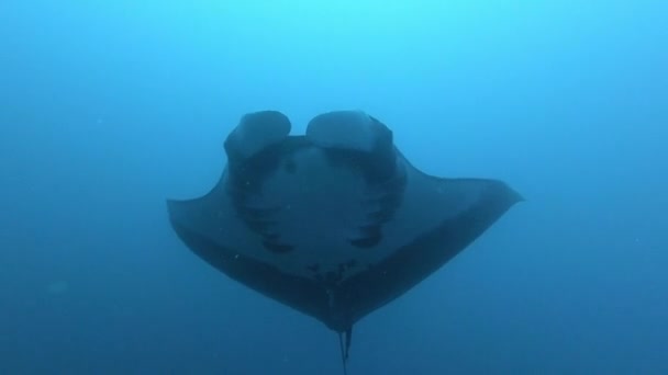 Gigantisk svart Oceanic Manta fisk flyter på en bakgrund av blått vatten — Stockvideo