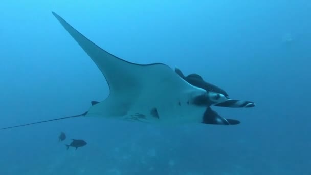 Gigantischer schwarzer ozeanischer Manta-Fisch, der vor blauem Wasser schwimmt — Stockvideo