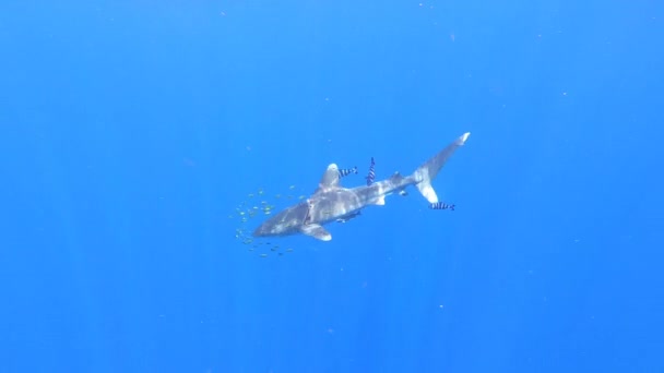 海中の深淵を泳ぐプラスチック製の漁網によって負傷したサメ. — ストック動画