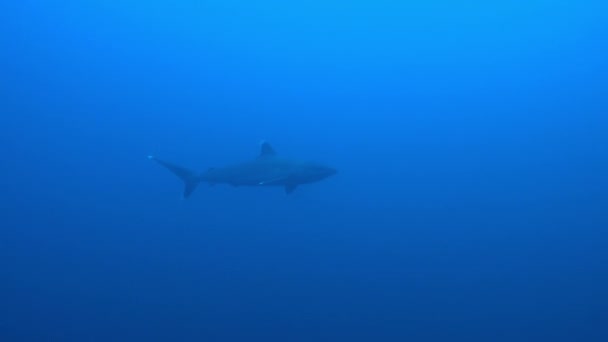 Silvertip Shark, Carcharhinus albimargin, simma i blått djup. — Stockvideo