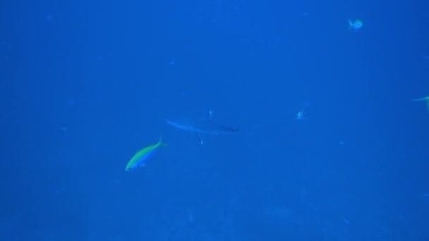 Silvertip Haai, Carcharhinus albimargin, zwemmen in de blauwe diepte. — Stockvideo