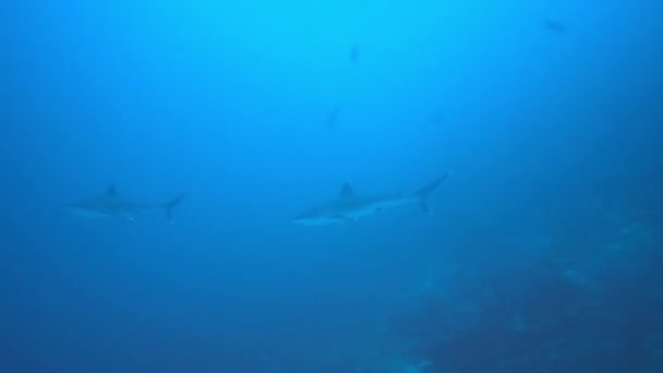 Серебристая акула, Carcharhinus felimargin, плавает в голубой глубине. — стоковое видео