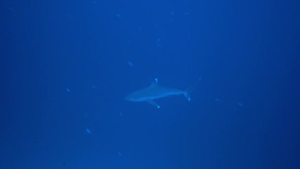 Ezüstborjú cápa, Carcharhinus albimargin, úszás a kék mélységben. — Stock videók