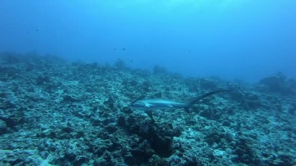 Thresher pélagique Requin renard, Alopias pelagicus, nage sous-marine dans l'océan bleu. — Video