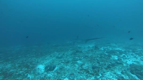 Pelagický žralok nosatý, Alopias pelagicus, podvodní koupání v modrém oceánu. — Stock video