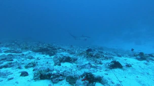 远洋梭鱼狐狸鲨鱼，Alopias pelagicus，在蓝色海洋中的水下游泳. — 图库视频影像
