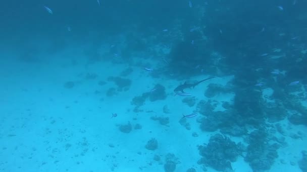 Pelagic Thresher Fox Shark, Alopias pelagicus, підводний плавання в синьому океані. — стокове відео