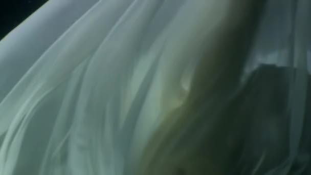 푸른 물을 배경으로 흰 천을 두른 물 속의 젊은 여자의 모습. — 비디오