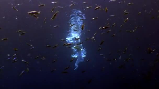 흰옷을 입은 수중의 젊은 여자, 물고기와 수영하는 모습. — 비디오