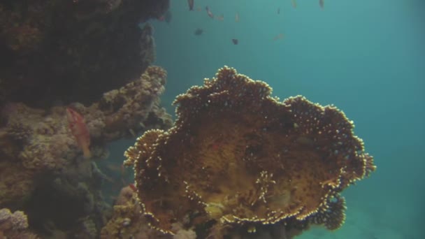 Weichkorallen am Boden und Fischartenvielfalt im Roten Meer aus nächster Nähe. — Stockvideo