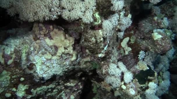 紅海の底の柔らかいサンゴの下に隠れている虫目の魚の赤いスナッパークローズアップ. — ストック動画