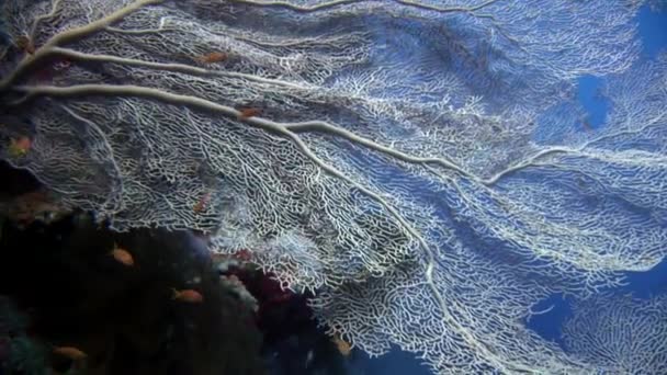 Школа риб на задньому плані Школа риб під водою ландшафт в Червоному морі. — стокове відео
