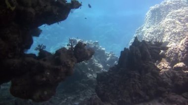 Arka plandaki balık sürüsü Kızıldeniz 'deki balık sualtı manzarası okulu.
