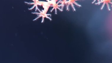 Kızıl Deniz 'de arka plandaki yumuşak mercan deniz dibinde su altında.