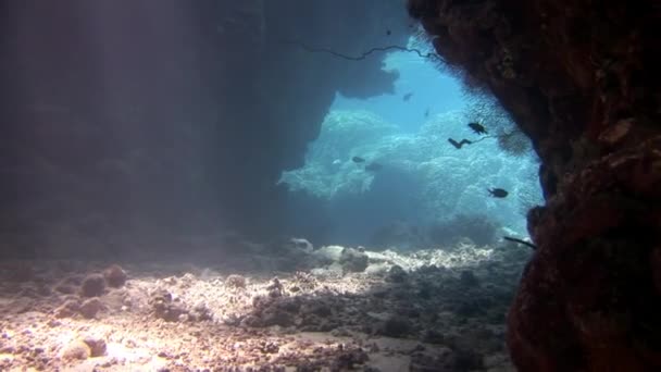 Scuola di pesce sullo sfondo Scuola di pesce paesaggio subacqueo nel Mar Rosso. — Video Stock