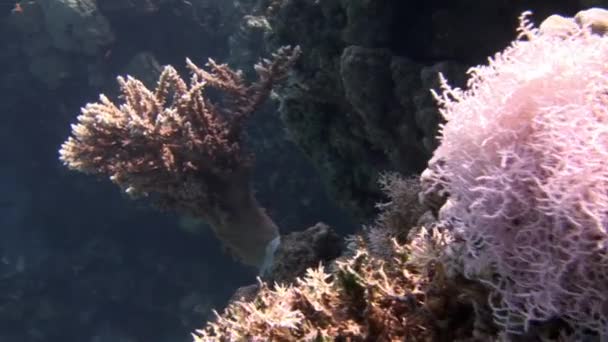 Coral suave sobre fondo fondo marino bajo el agua en el Mar Rojo. — Vídeo de stock