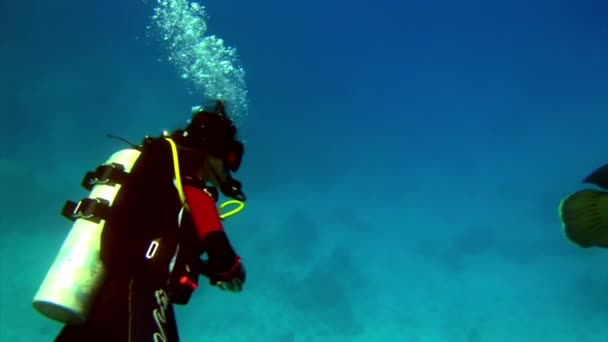 Dykare på bakgrund Skola av fisk undervattens landskap i Röda havet. — Stockvideo