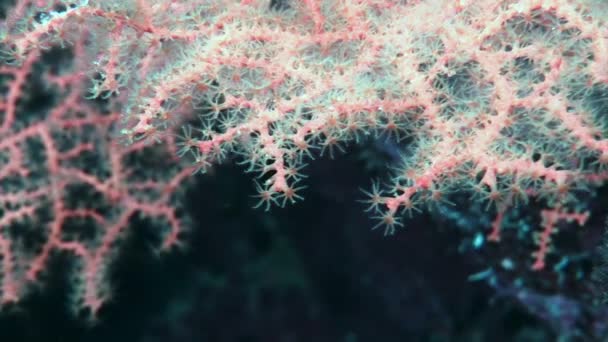 Coral suave sobre fondo fondo marino bajo el agua en el Mar Rojo. — Vídeo de stock