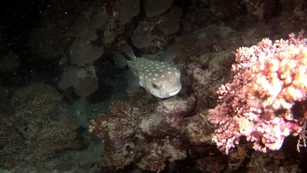 Actinopterygii Poisson-globe blanc dans les coraux à la recherche de nourriture sous-marine. — Video