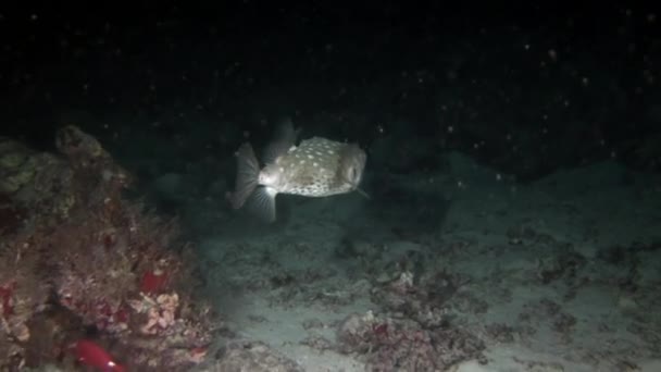 Actinopterygii Puffer boxfish με λευκό σε κοράλλια σε αναζήτηση τροφής κάτω από το νερό. — Αρχείο Βίντεο