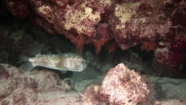 Actinopterygii Puffer ledovka s bílou v korálech při hledání potravy pod vodou. — Stock video