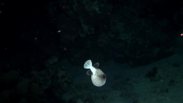 Actinoptery Sergey Puffer риба з білими в коралах у пошуках їжі під водою . — стокове відео