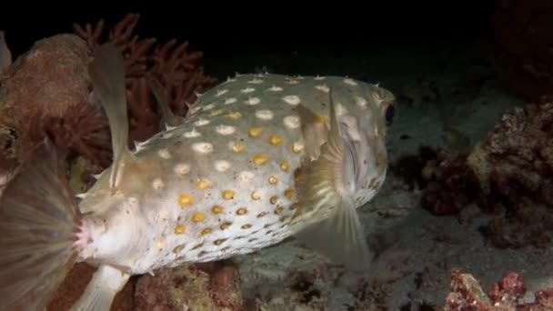 Actinopterygii Puffer ledovka s bílou v korálech při hledání potravy pod vodou. — Stock video