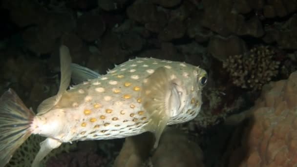 Actinopterygii Puffer ledovka s bílou v korálech při hledání potravy pod vodou. — Stock video