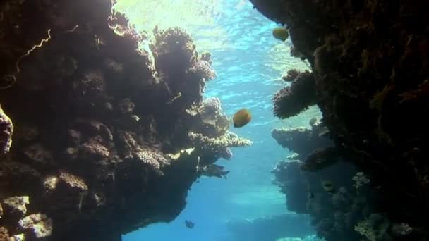 Ryby na korálovém útesu u vodní hladiny Rudého moře. — Stock video