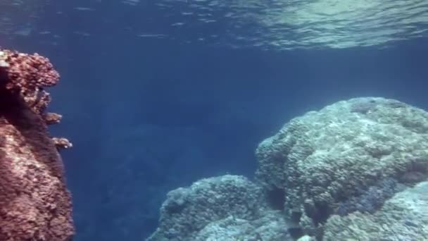 Коралловый риф вблизи поверхности воды Красного моря. — стоковое видео