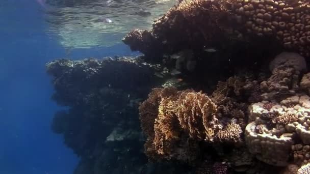Recife de coral close-up perto da superfície da água do Mar Vermelho. — Vídeo de Stock