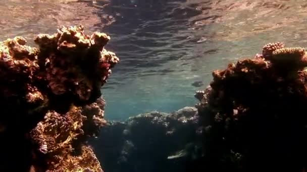 Primer plano del arrecife de coral cerca de la superficie del agua del Mar Rojo. — Vídeo de stock