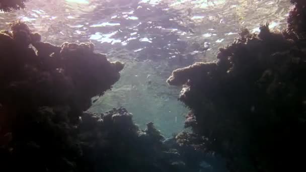 Κοραλλιογενής ύφαλος υπό το φως του ήλιου κοντά στην επιφάνεια του νερού της Ερυθράς Θάλασσας. — Αρχείο Βίντεο