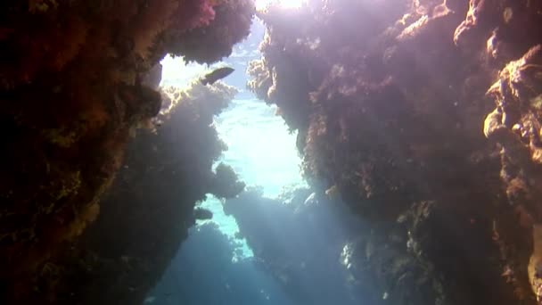 Plongée sur le récif corallien près de la surface des eaux de la mer Rouge. — Video