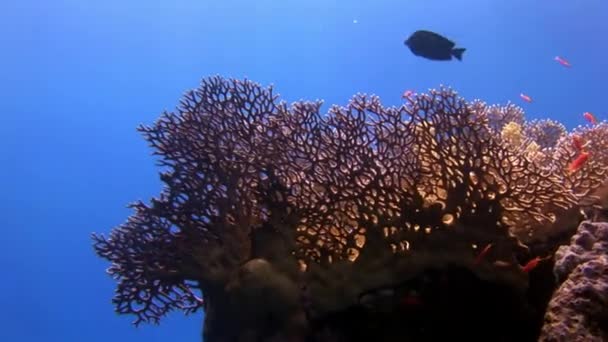 Gorgoniano no fundo da escola de peixe vermelho em corais subaquáticos no mar. — Vídeo de Stock