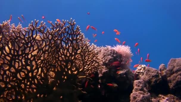 Gorgonian hátterében iskola vörös hal korallok víz alatt a tengeren. — Stock videók