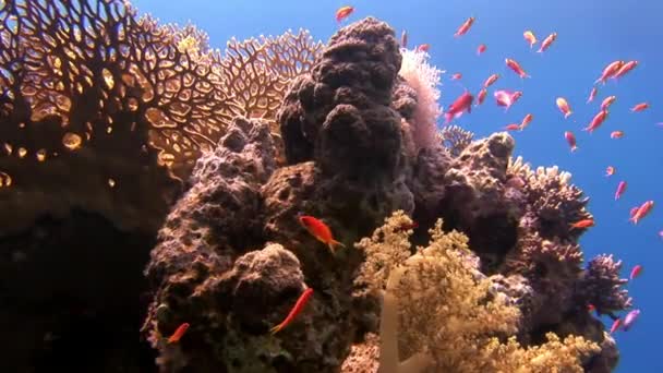 Gorgonian hátterében iskola vörös hal korallok víz alatt a tengeren. — Stock videók