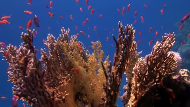 Gorgoniano no fundo da escola de peixe vermelho em corais subaquáticos no mar. — Vídeo de Stock