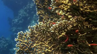 Kırmızı balık sürüsünün arka planındaki Gorgonian denizdeki mercanların altında.