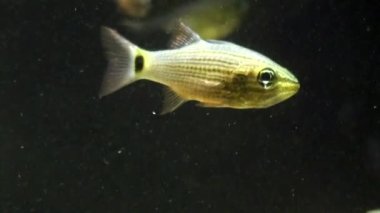 Kızıl Deniz 'de kara zemin üzerinde balık sürüsü.