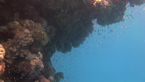 Rybí škola na korálovém útesu na dně Rudého moře. — Stock video