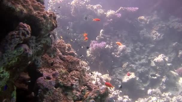 Diversité école de poissons sur le récif corallien au fond de la mer Rouge. — Video