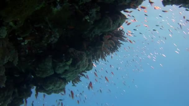 Escuela de peces en el fondo Escuela de peces paisaje submarino en el Mar Rojo. — Vídeos de Stock